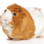 a cute chubby guinea pig