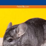a chinchilla on a dust, what is chinchilla dust