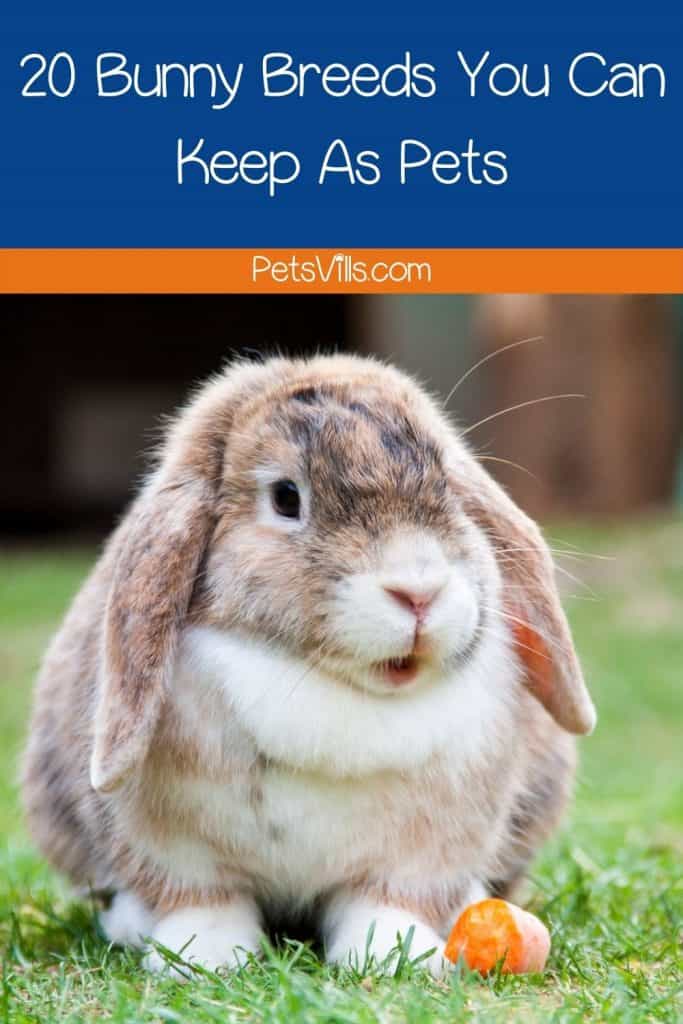 bunny breeds that can be kept as pet