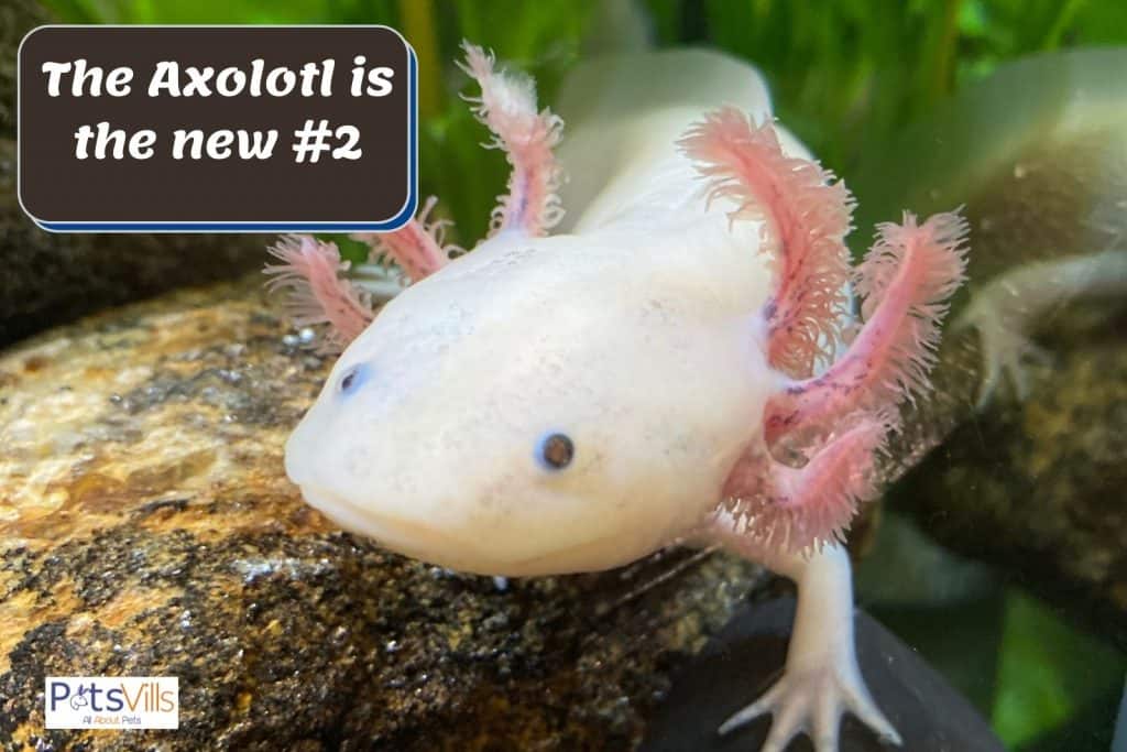The most wanted pets list #2 pet is the axolotl