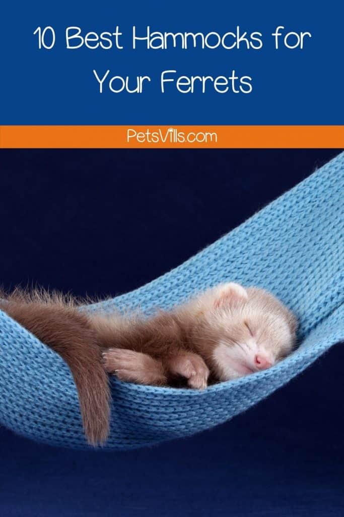 baby ferret sleeping on the best ferret hammock