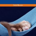 a ferret sleeping on hammock