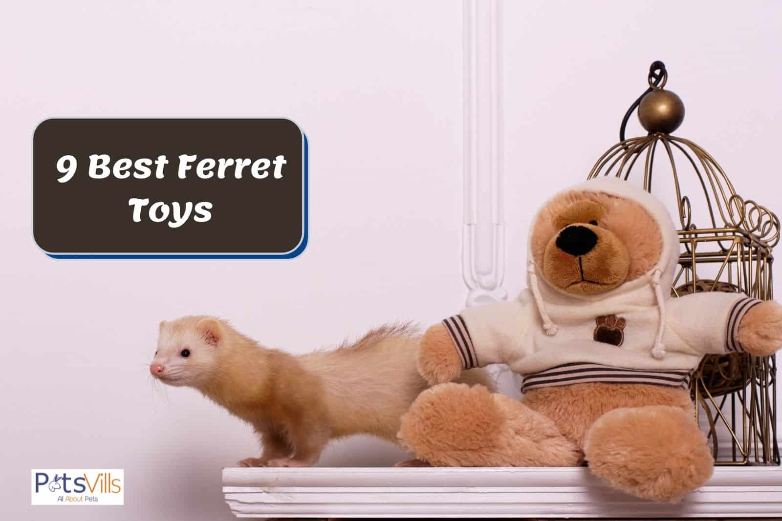 a ferret with toy teddy bear