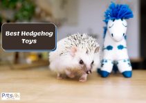 6 Best Hedgehog Toys to Prevent Boredom (Review)