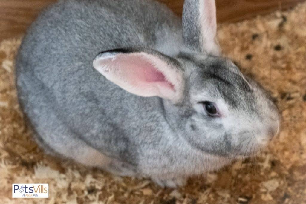 beveren rabbit