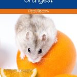 hamster smelling the fresh oranges