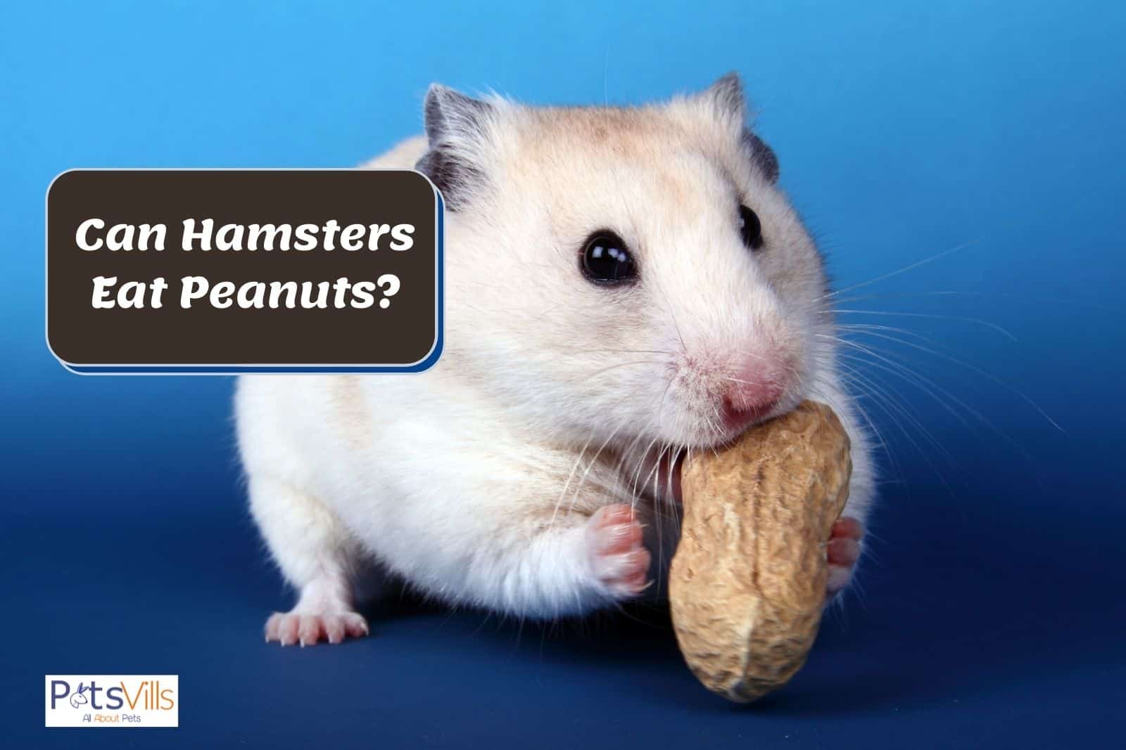 hamster eating a peanut but Can Hamsters eat peanuts safely?