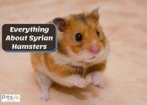 All About Syrian Hamsters: Complete Guide to Care for Them