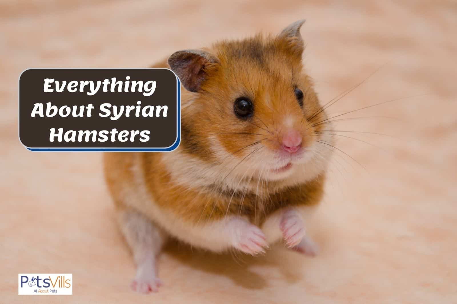 a cute syrian hamster