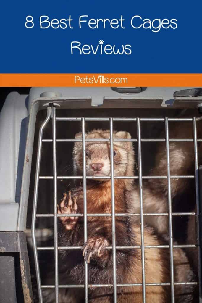 a ferret in one of the best ferret cages