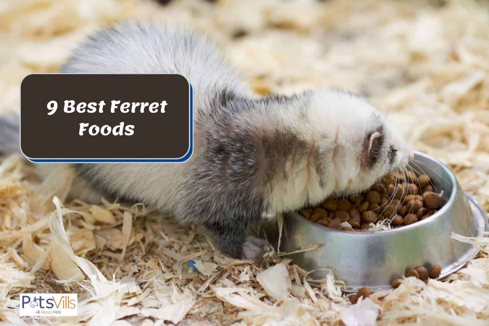 a ferret eating the best ferret food pellet