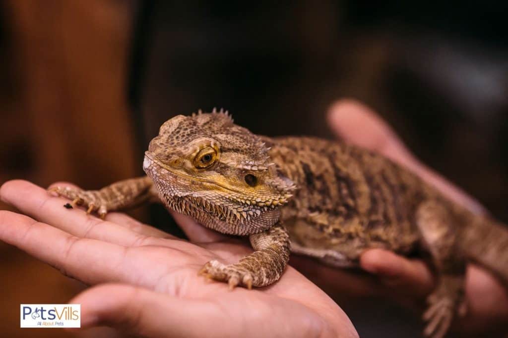 bearded dragon on a palm of the hand