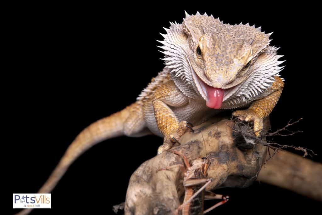bearded dragon about to eat the grasshopper