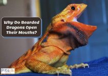 7 Reasons Why Bearded Dragons Mouths Open: Should You Worry?