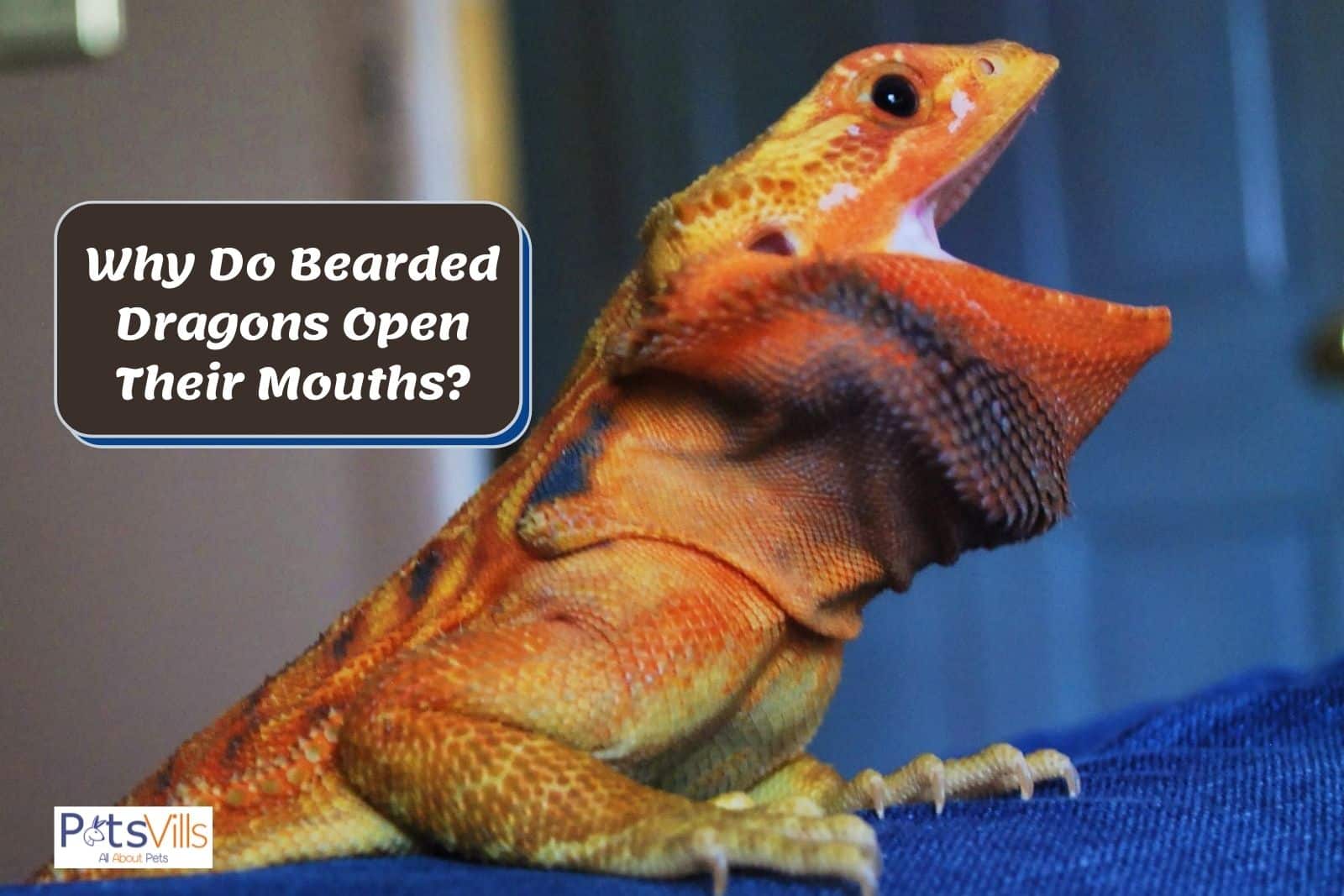 a bearded dragon mouth open