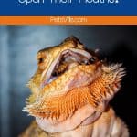 bearded dragon mouth open