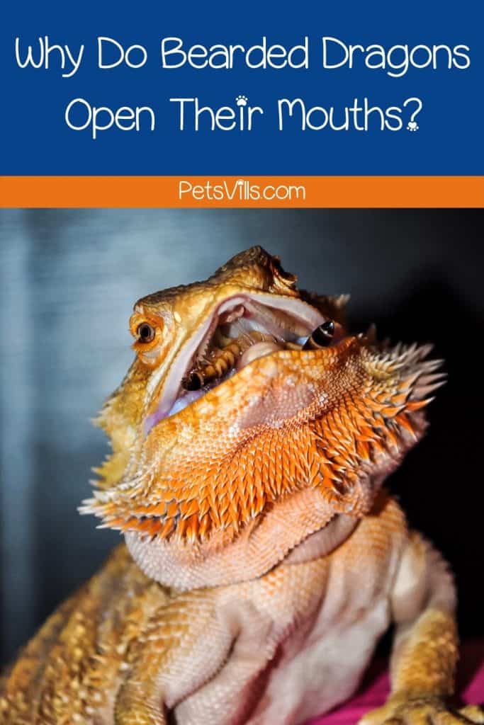 bearded dragon mouth open