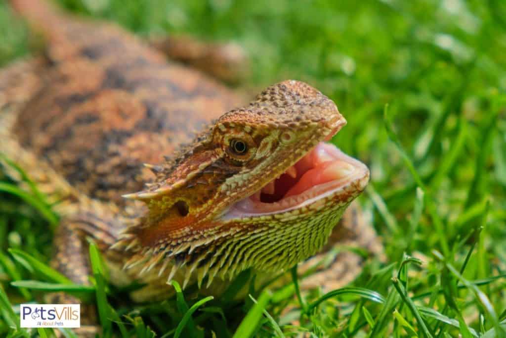 bearded dragon showing his mouth