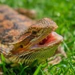 bearded dragon showing his mouth