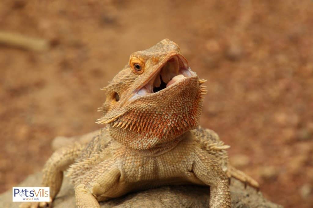 bearded dragon with a wide open mouth
