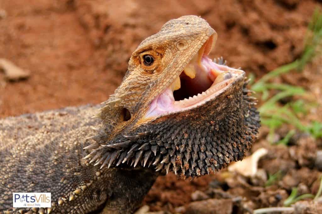 bearded dragon with a widely open mouth