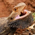 bearded dragon with a widely open mouth