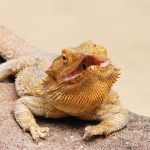 yellow beardie opening his mouth