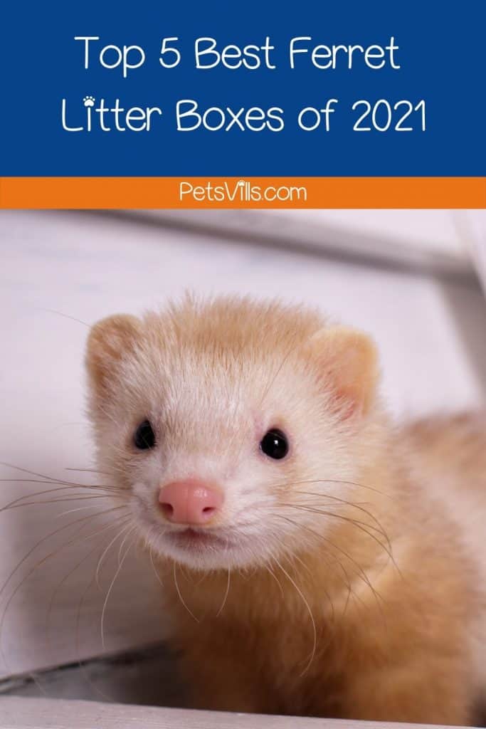cute beige ferret with text 