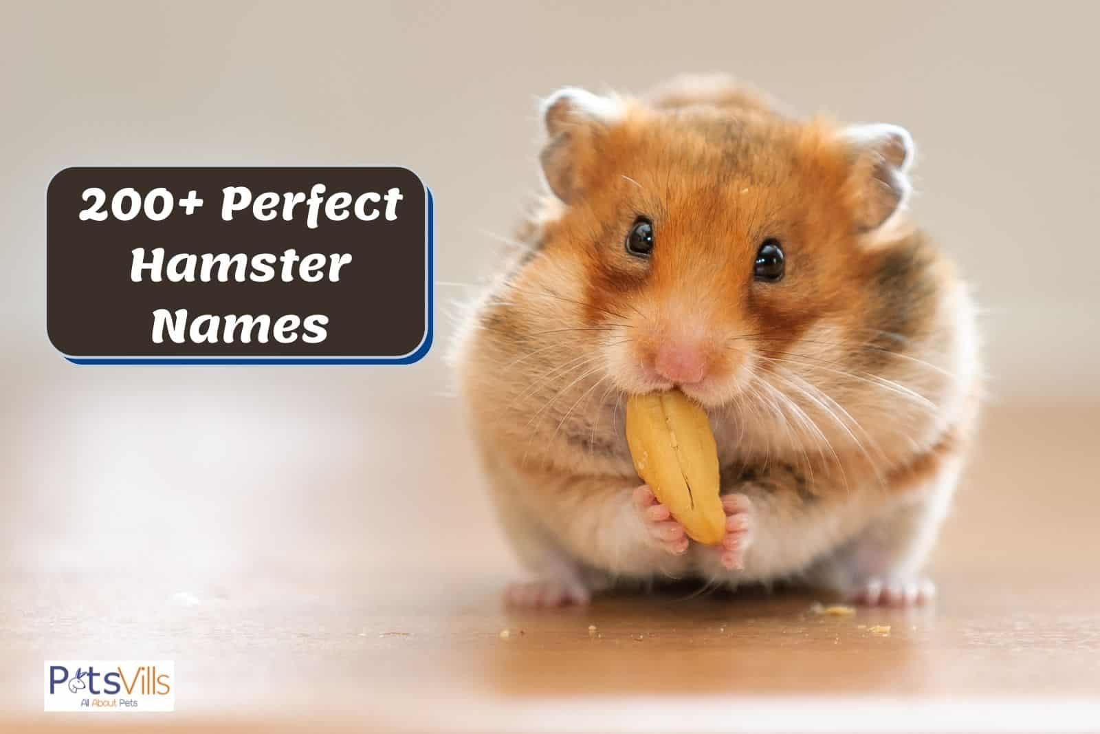 cute hammy eating nuts beside hamster names poster