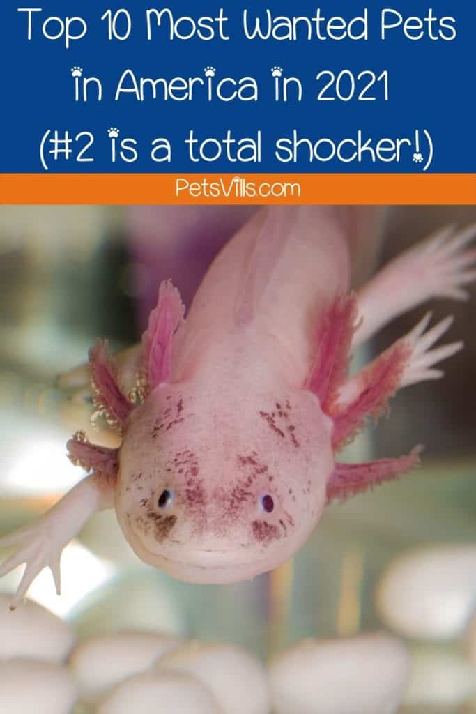 An AXOLOTL swimming, with text 