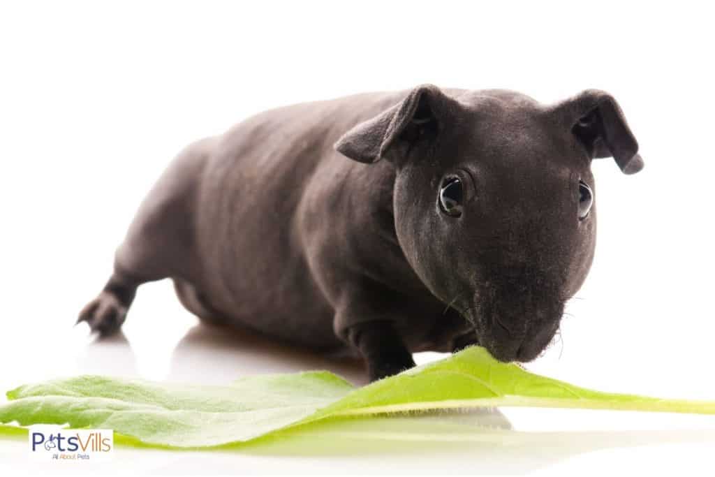 skinny guinea pig eating lettuce