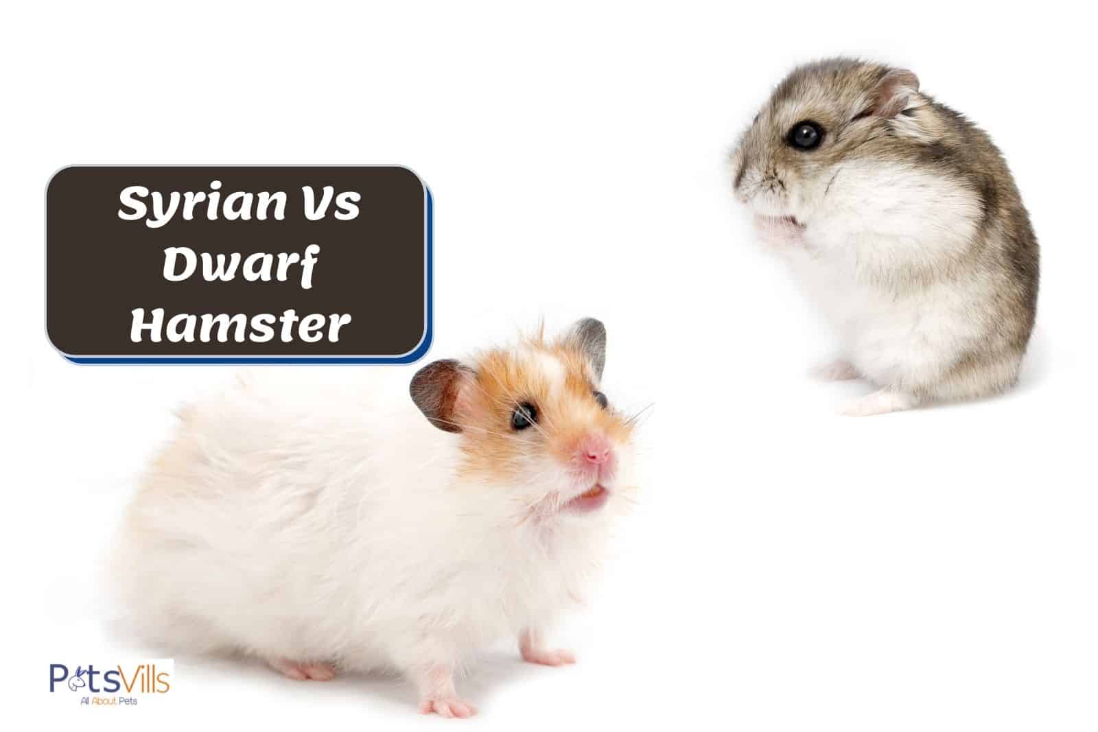 syrian hamster vs dwarf hamster beside each other