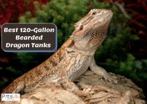 Top 5 120-Gallon Bearded Dragon Tanks to Consider
