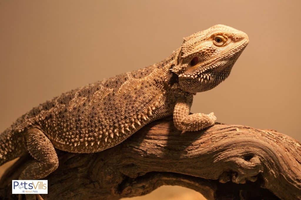 bearded dragon on top of a log