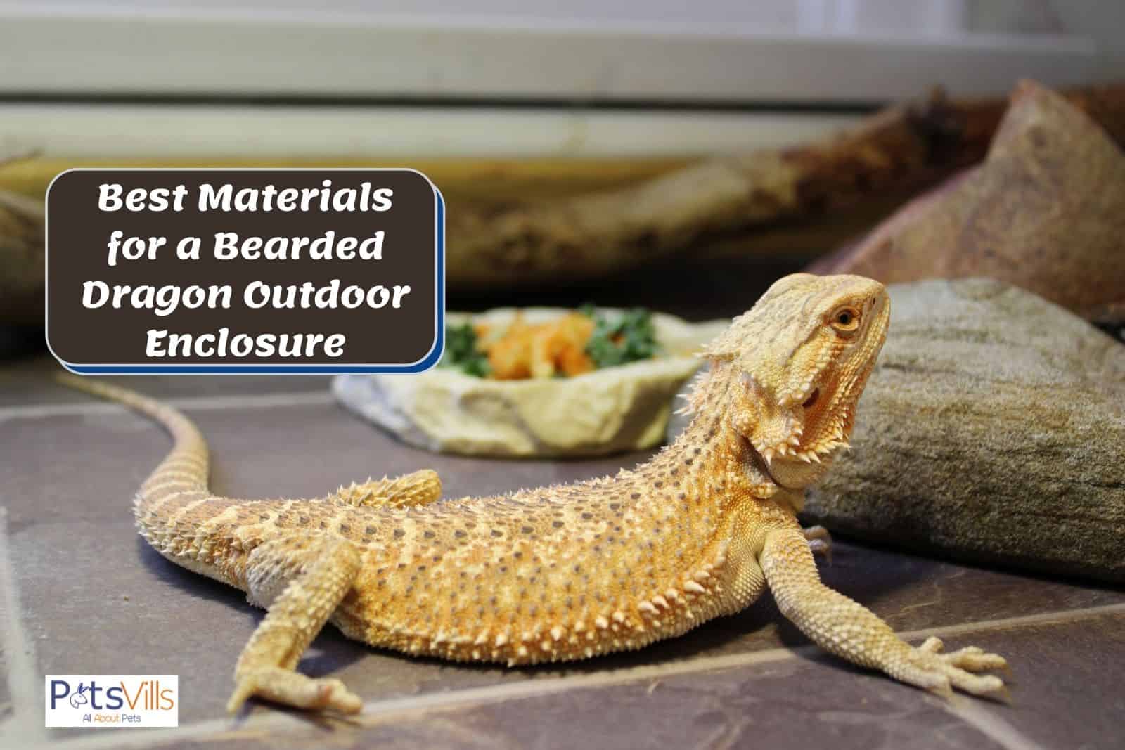 beardie on his outdoor home with different materials for an outdoor enclosure
