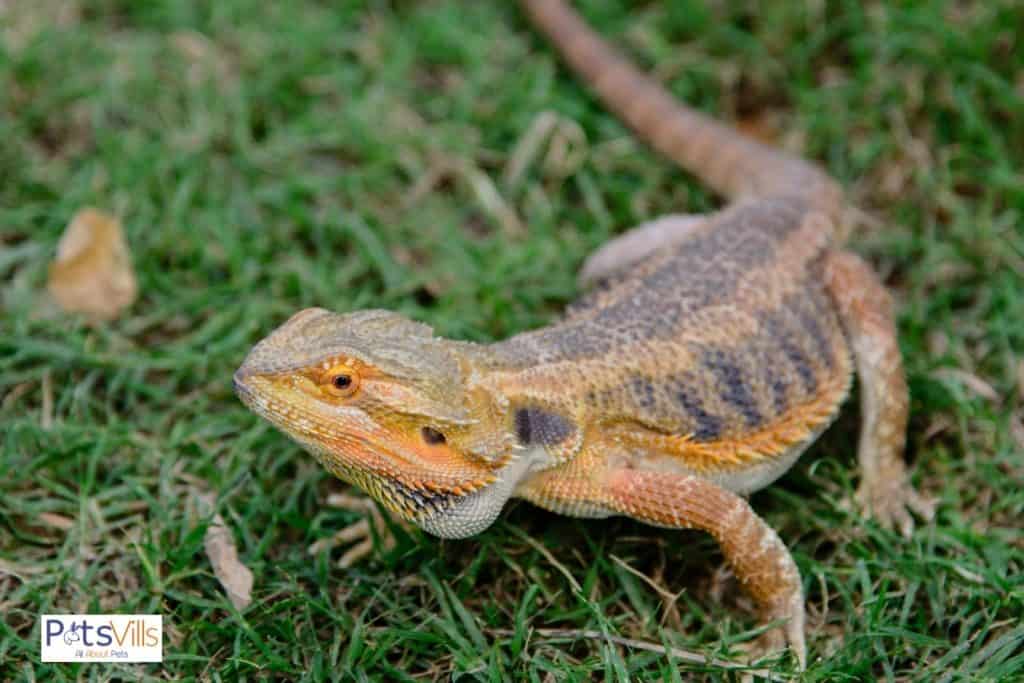bearded dragon roaming outdoors but Can I Take my Bearded Dragon Outside safely?