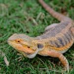 bearded dragon roaming outdoors but Can I Take my Bearded Dragon Outside safely?