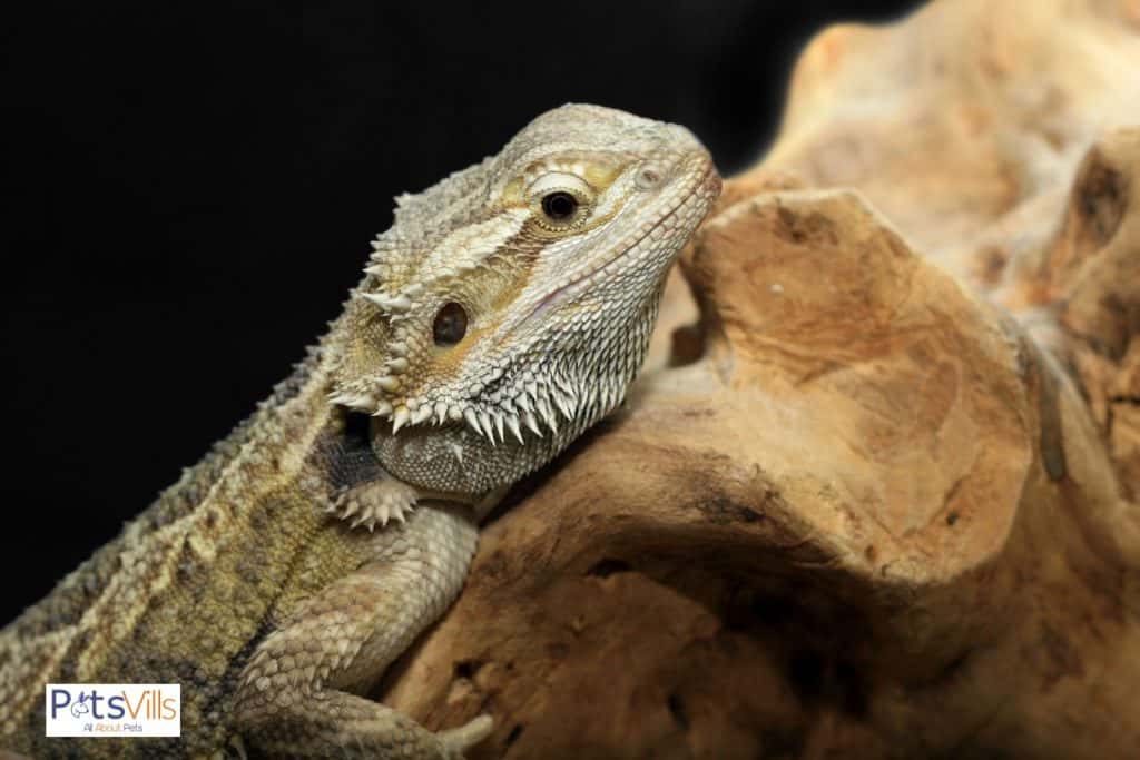 bearded dragon on top of a stone