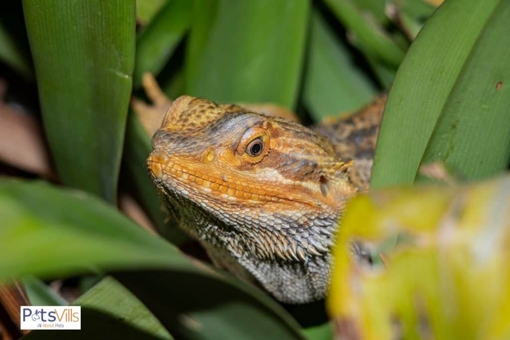 bearded dragon surrounded by green leaves