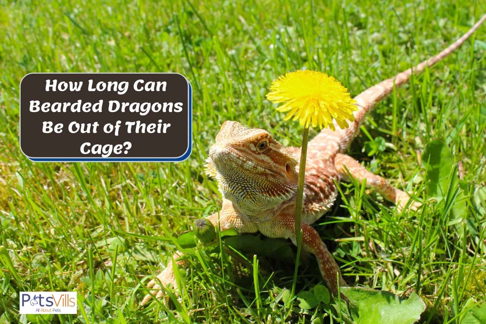bearded dragon walking on the grasses but how long can bearded dragons be out of their cage?