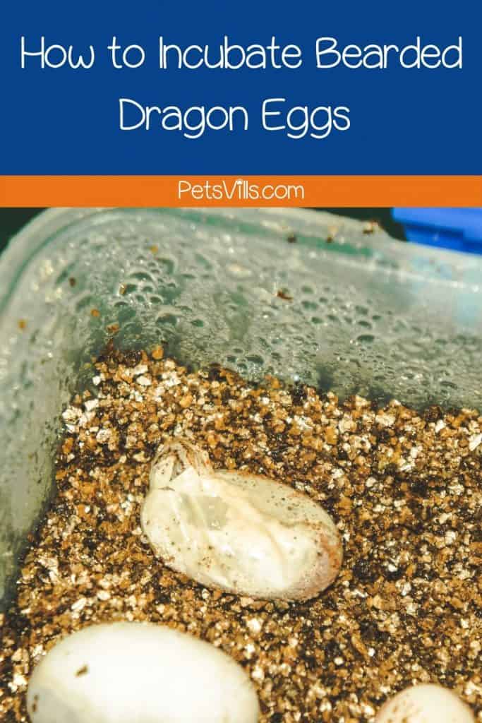 bearded dragon coming out of the egg