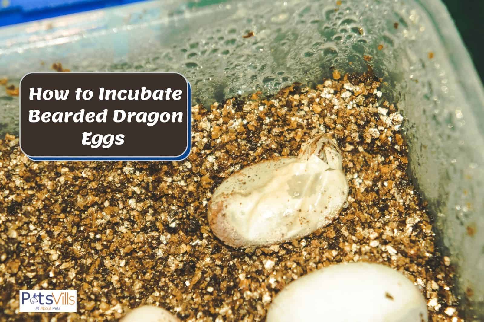 photo showing How To Incubate Bearded Dragon Eggs