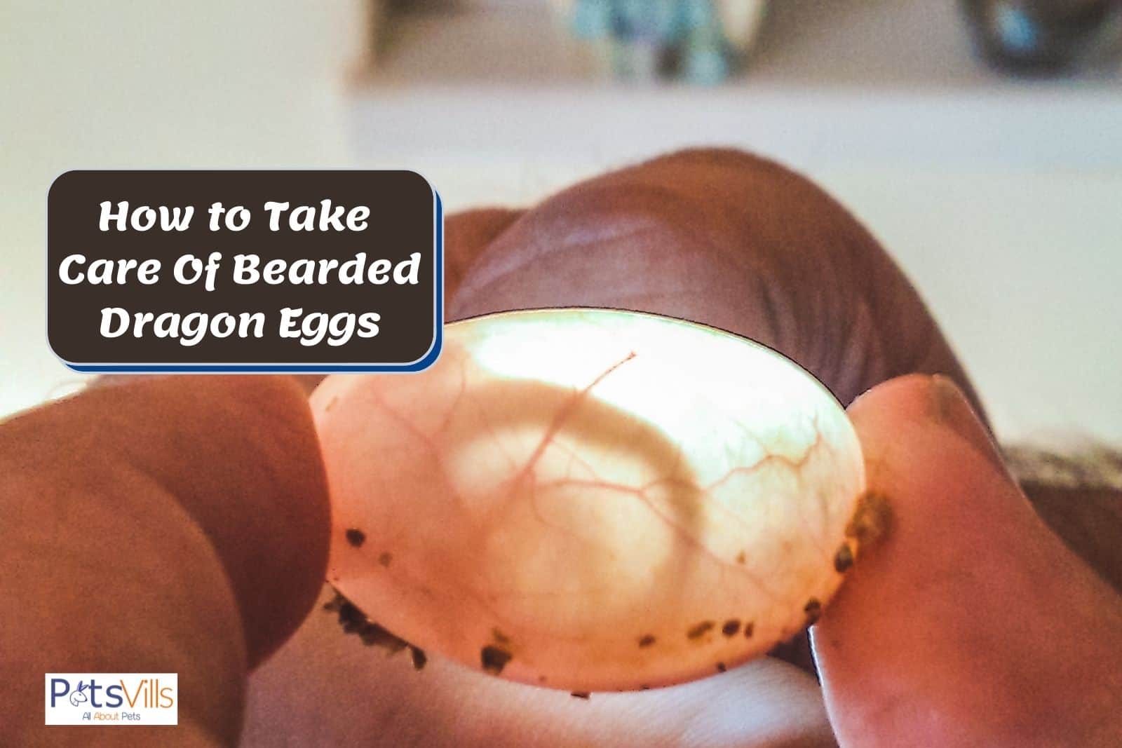 man showing how to take care of bearded dragon eggs