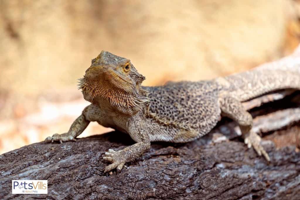 bearded dragon outside his cage