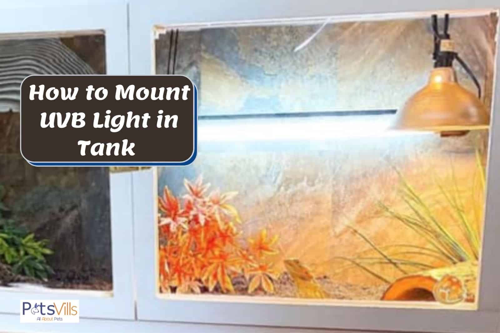 picture of a bearded dragon tank beside How to Mount UVB Light in Tank text
