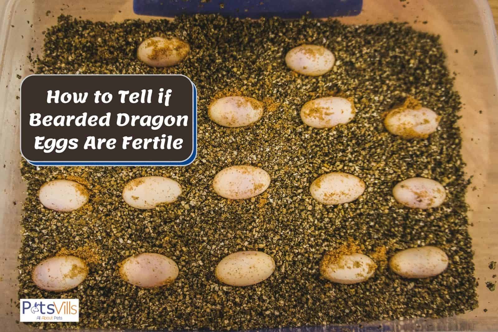bearded dragon eggs beside How to Tell if Bearded Dragon Eggs Are Fertile text