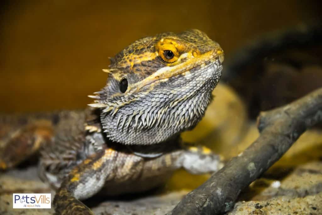 bearded dragon after laying eggs