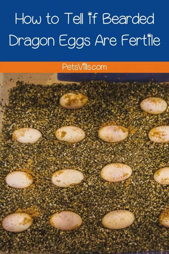 bearded dragon eggs