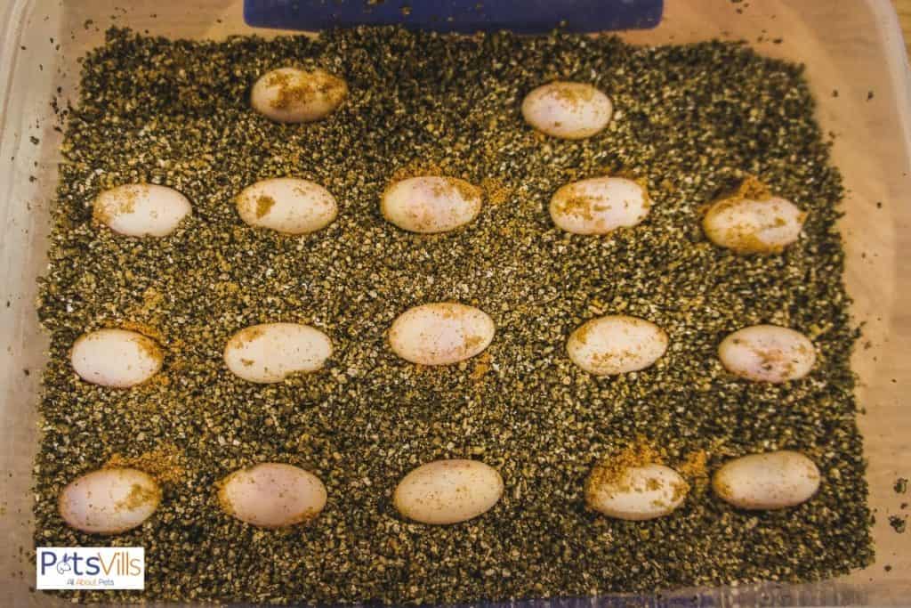 Bearded Dragon Eggs on a container