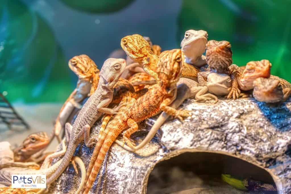 batch of baby bearded dragons